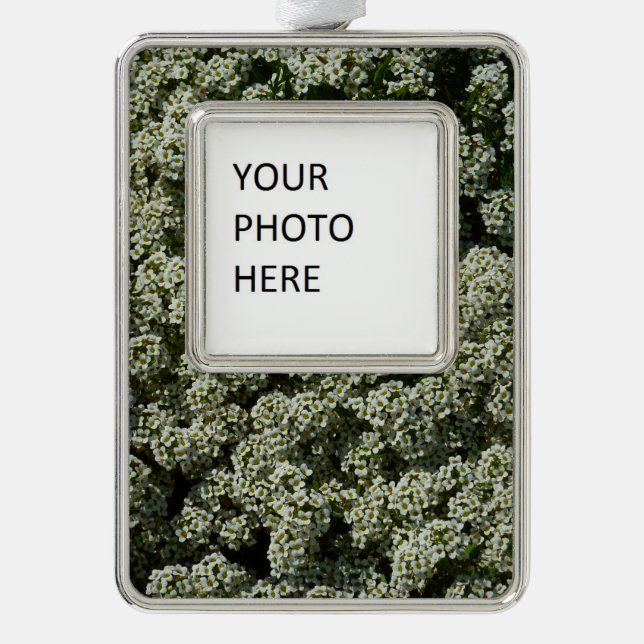 Sweet Alyssum Flowers White Floral Silver Plated Framed Ornament (Front)