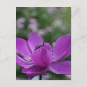 Sweet Anemone Postcard