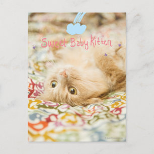 Sweet Baby Cat Postcard