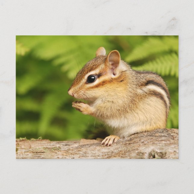 sweet baby chipmunk with snack postcard (Front)