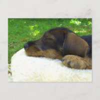 Sweet Baby Dachshund, sleeping puppy