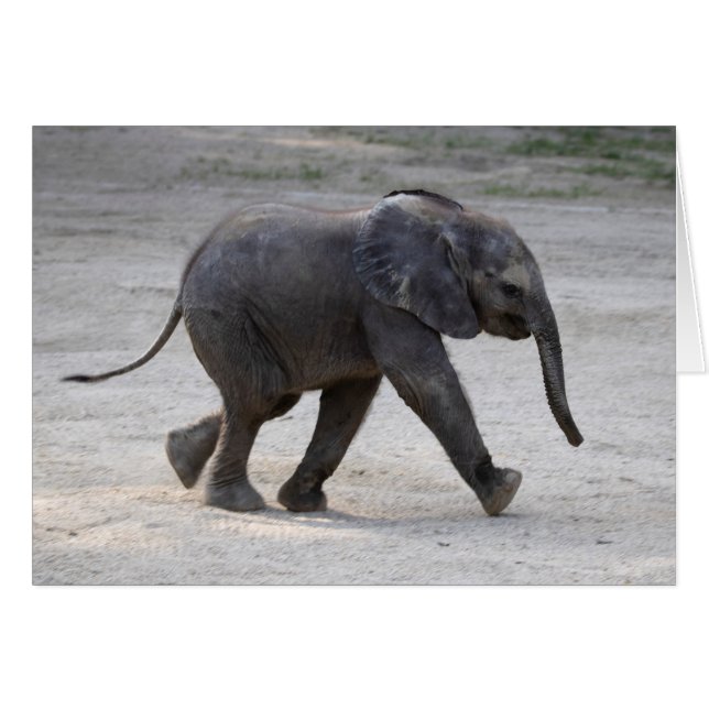 Sweet Baby Elephant Kibali (Front Horizontal)