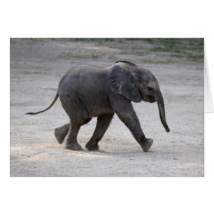 Sweet Baby Elephant Kibali