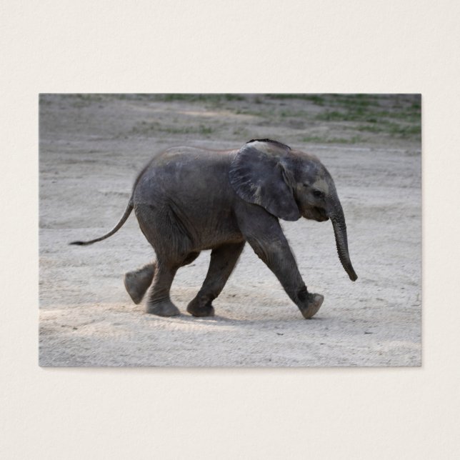 Sweet Baby Elephant Kibali (Front)