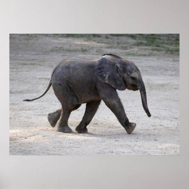 Sweet Baby Elephant Kibali Poster (Front)