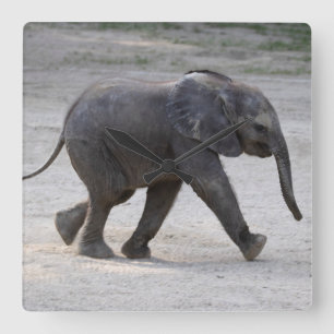 Sweet Baby Elephant Kibali Square Wall Clock