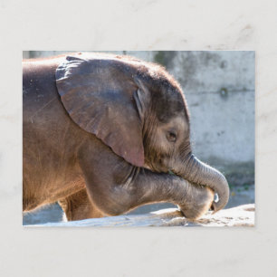 Sweet Baby Elephant Postcard