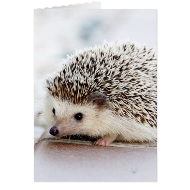 Sweet Baby Hedgehog (Front)