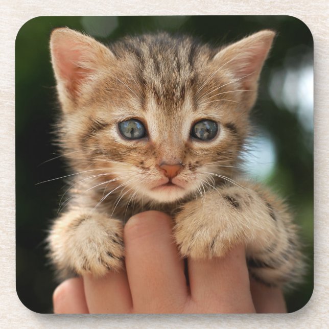 Sweet Baby Kitten Coaster (Front)