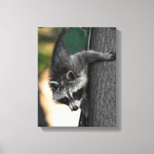 Sweet Baby Racoon Canvas Print