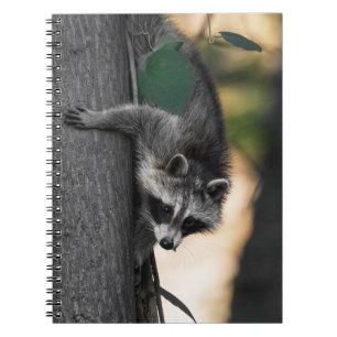 Sweet Baby Racoon Notebook