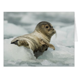 Sweet Baby Seal
