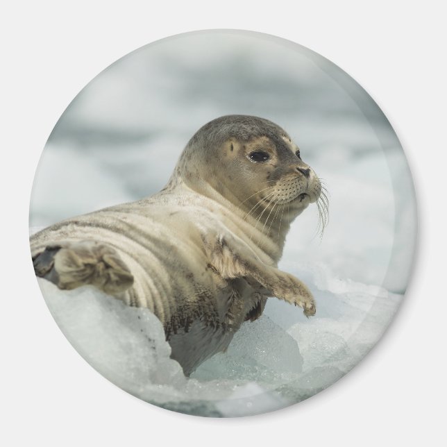Sweet Baby Seal Magnet (Front)