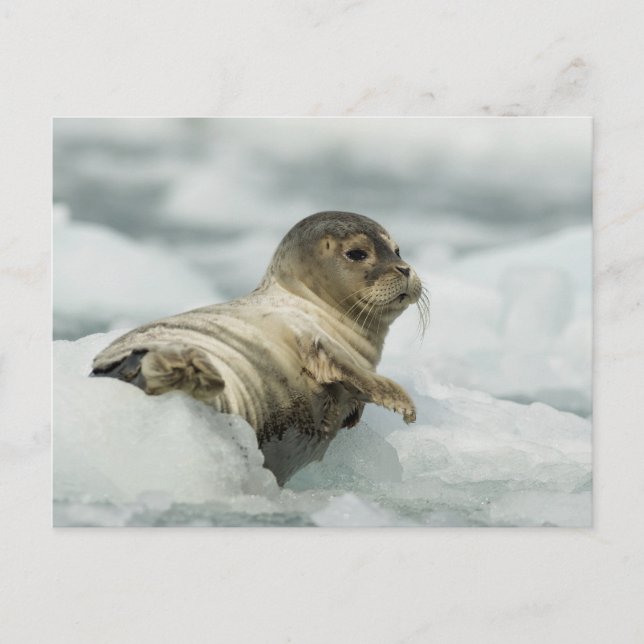 Sweet Baby Seal Postcard (Front)