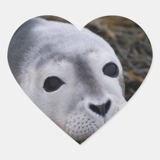 Sweet Baby Seal Stickers (Front)