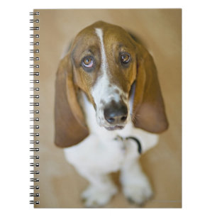 Sweet Bassett Hound Notebook