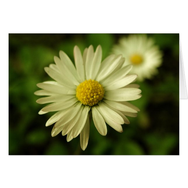 Sweet Beauty Daisy Card (Front Horizontal)