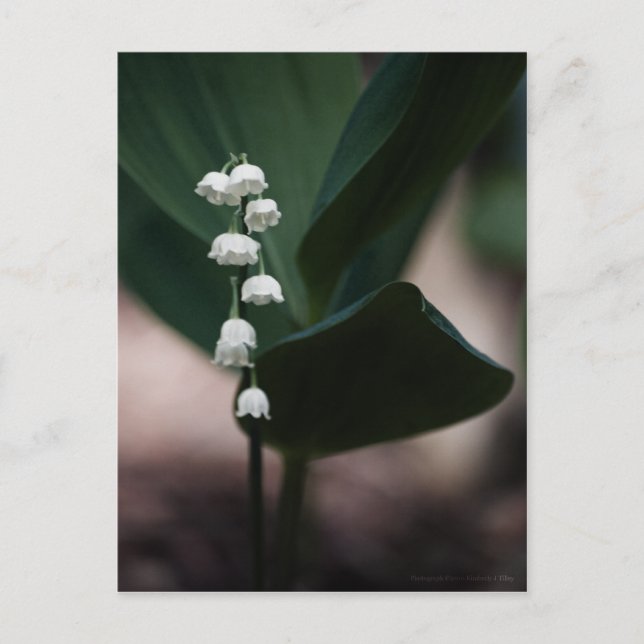 Sweet Bells Postcard (Front)