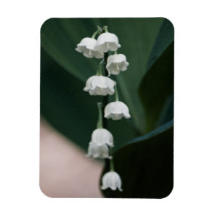 Sweet Bells Premium Magnet