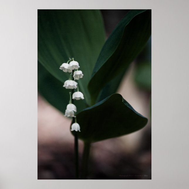 Sweet Bells Print (Front)