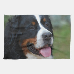 Sweet Bernese Kitchen Towel