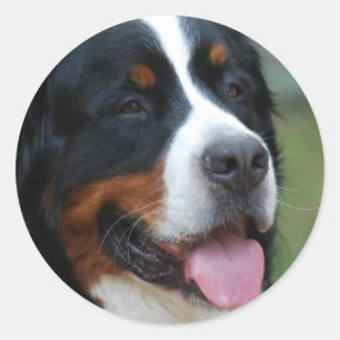 Sweet Bernese Sticker