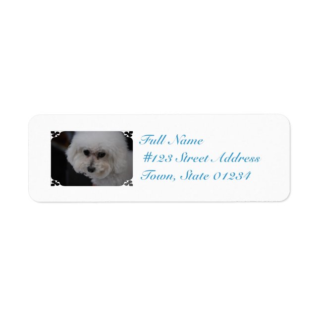 Sweet Bichon Frise (Front)
