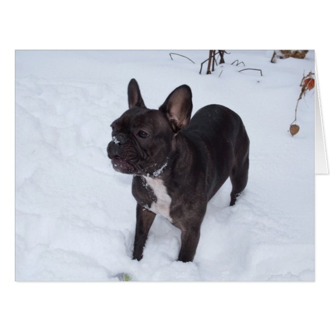 Sweet Black French Bulldog Likes Snow (Front Horizontal)