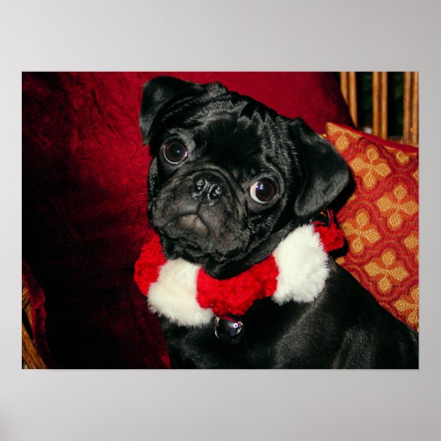 Sweet Black Pug Poster (Front)