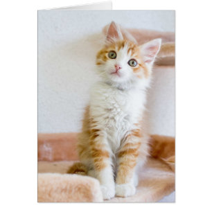 Sweet Blue Eyed Kitty