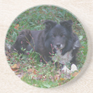Sweet Border Collie Dog Drink Coaster