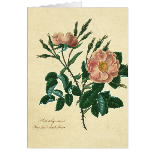 Sweet Briar Rose (Front)