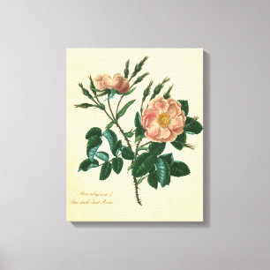Sweet Briar Rose Canvas Print