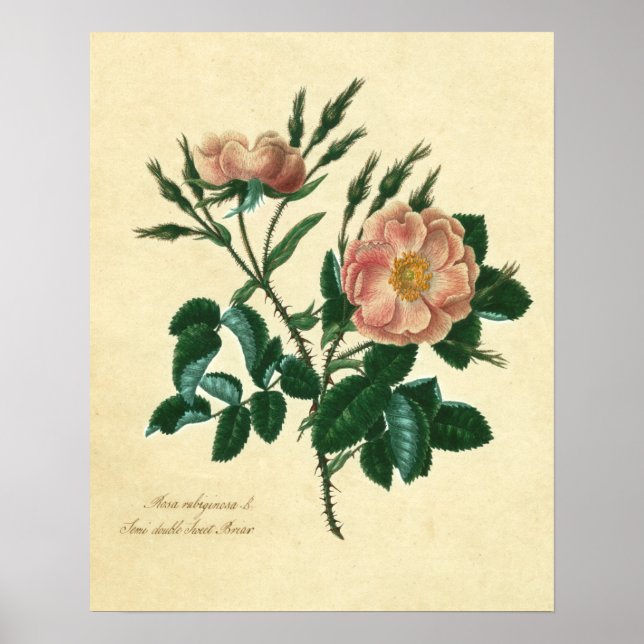 Sweet Briar Rose Poster (Front)