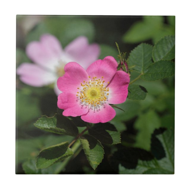 Sweet Briar Rose (Rosa rubiginosa) Tile (Front)