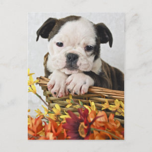 Sweet Bulldog Puppy Postcard