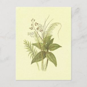 Sweet Cane & Cinnamon Vintage Lithograph Postcard