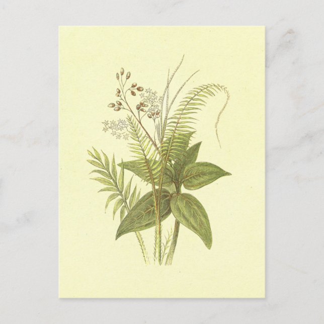 Sweet Cane & Cinnamon Vintage Lithograph Postcard (Front)