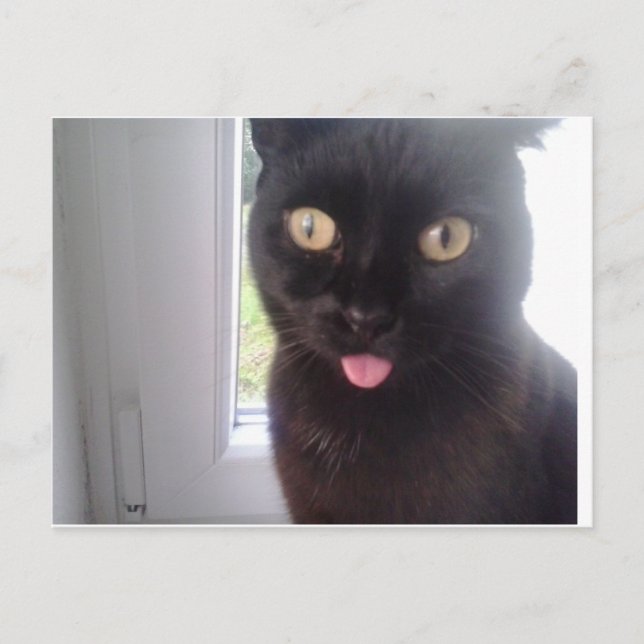 Sweet Cat Postcard (Front)