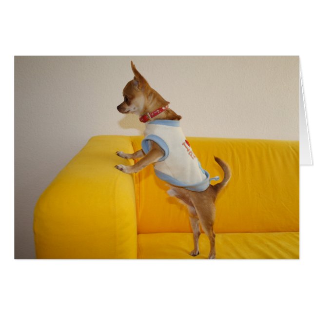 Sweet Charlie Chihuahua (Front Horizontal)