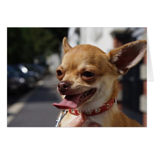Sweet Charlie Chihuahua (Front Horizontal)