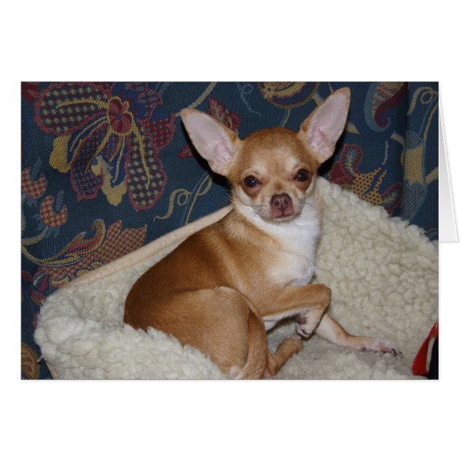 Sweet Charlie Chihuahua (Front Horizontal)