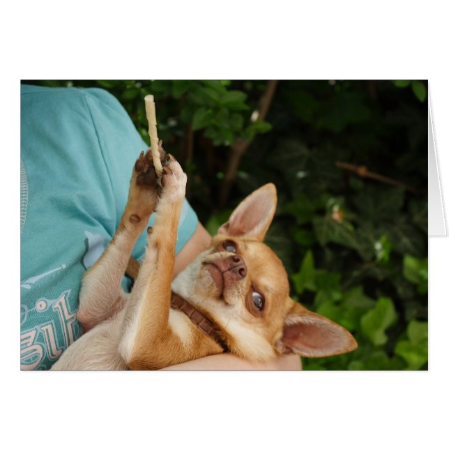 Sweet Charlie Chihuahua (Front Horizontal)