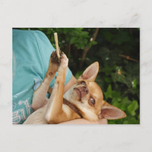 Sweet Charlie Chihuahua Postcard