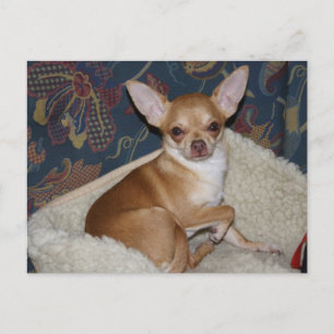 Sweet Charlie Chihuahua Postcard