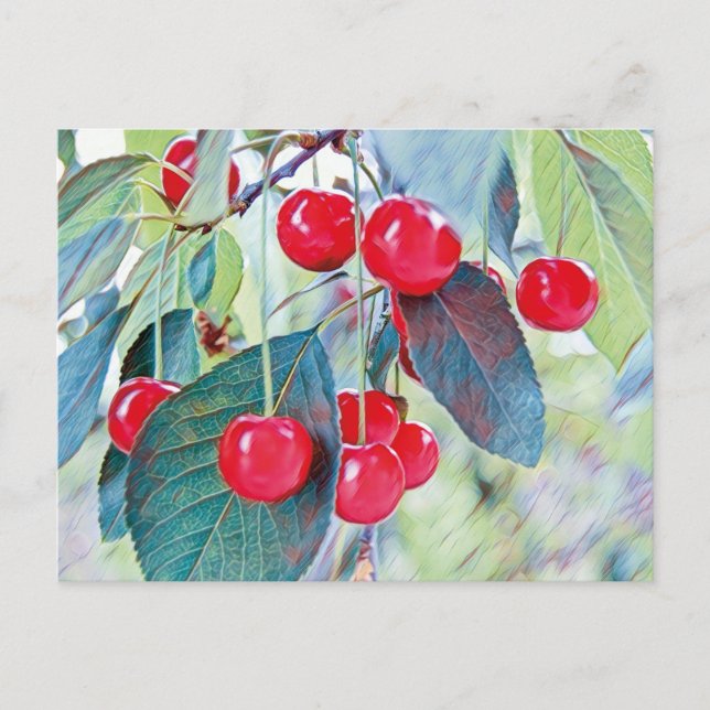 Sweet Cherries Postcard (Front)
