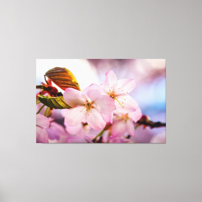 Sweet Cherry Blossoms Of Pink Colour And Blue Sky Canvas Print (Front)