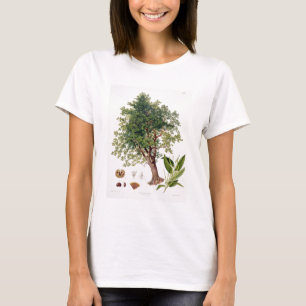 Sweet Chestnut, engraved by A. Haase (colour litho T-Shirt