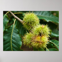 Sweet Chestnut