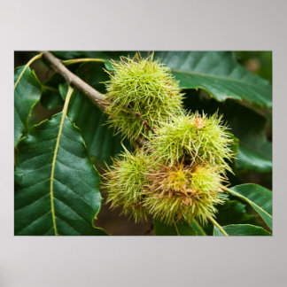 Sweet Chestnut Poster